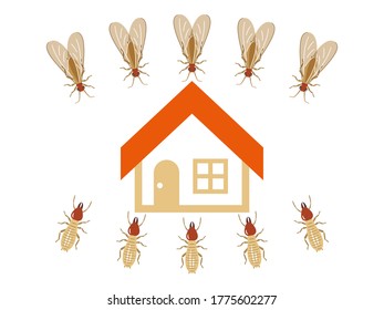 House targeted by a horde of termites