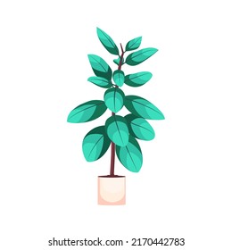 House tropical plant in pot.