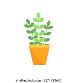House tropical plant in pot.