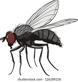 Housefly