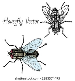 Housefly, fly, insects, pest Control, fictional Character  vector