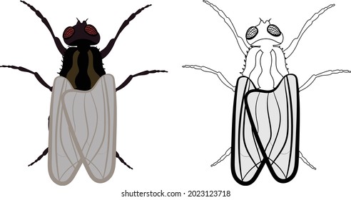 Housefly or Fly or Musca domestica Illustration Fill and Outline Isolated on White Background. Insects Bugs Worms Pest and Flies.Entomology or Pest Control Business graphic elements.