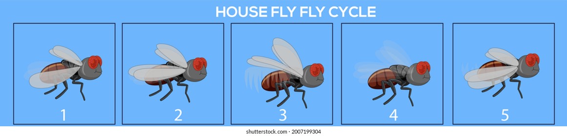 Housefly frame by frame loopable vector file ready for 2D animation, the editable Illustration source file for motion graphics, infographics, animated video, explanatory, with a plain Blue Background