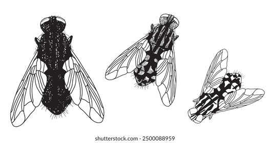Housefly insect icon. Hand drawn sketch wildlife symbol in linear drawing style. Scary insect. Graphic design element. Black white illustration isolated on white background in outline.
