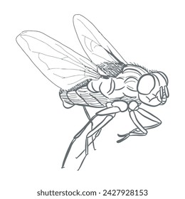 Mosca del insecto boceto 3 vector línea arte aislado