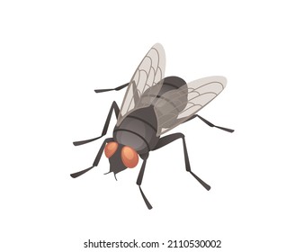 Housefly insect vector illustration on white background