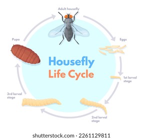 Housefly life cycle. Vinegar houseflies eggs transform to pupa and fly insect, house flies pest macro biology science drosophila stages infographic, neat vector illustration of housefly and insect