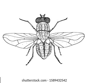 how to draw a housefly