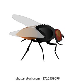 Housefly Musca Domestica Vector illustration with white background