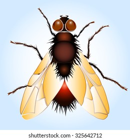 housefly on blue background