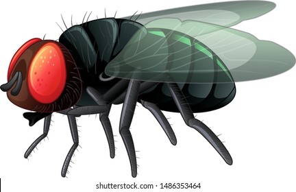 Housefly on white background illustration