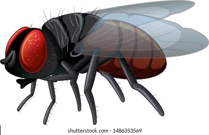 Housefly on white background illustration