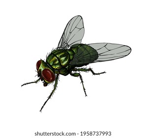 Housefly from a splash of watercolor, colored drawing, realistic. Vector illustration of paints