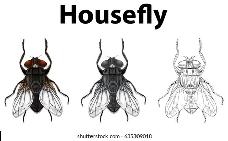 Housefly in three styles on white