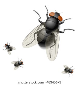 Housefly. Vector illustration.