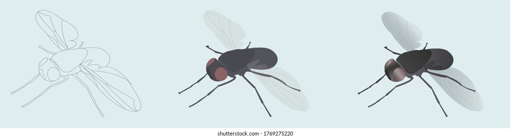 La mosca doméstica. Ilustración vectorial en 3 estilos de iconos lineales, coloreados y realistas. isométrico realista.