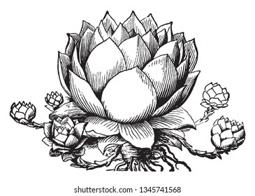 Houseleek is also called Sempervivum. Sempervivum has its origin in the Latin semper and vivus, because this perennial plant keeps its leaves in winter and is resistant to difficult conditions