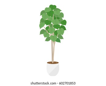 Houseplant