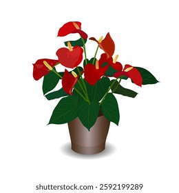 Houseplant anthurium flower is a heart-shaped flower in flowerpot. Anthurium red. Flamingo flowers or Boy flowers Pigtail Anthurium in the flowerpot. 