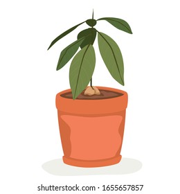 Houseplant avocado in ceramic pots, flat illustration. Home flower vector object isolated on white background.