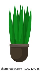 Houseplant with big green leaves and no stem, vegetation in brown pot. Plant that grown indoor in potting soil. Isolated decor for house and office interiors. Vector illustration in flat style