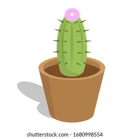 Houseplant. Blooming cactus in a flower pot.
