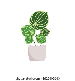 Houseplant Botanical Flowerpot Vector Illustration