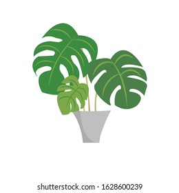 Houseplant Botanical Monstera Vector Illustration