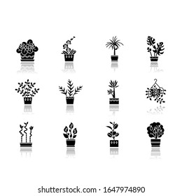 El cuidado de los hogares deja caer la sombra de los iconos glifos negros conjunto. Trasplante vegetal. Plantación de semillas. Agua, fertilizante. Fluffing. Condiciones de temperatura. Ilustraciones vectoriales aisladas en el espacio blanco