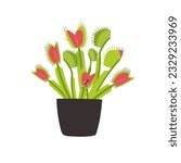 Houseplant carnivorous Venus flytrap in a flower pot with a fly insect. Vector of insect trap from plant, carnivorous houseplant illustration