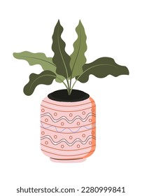 Houseplant in clay pot. Urban jungle. Potted green ficus, monstera, protea in stylish pot. Home plant in flower pot.