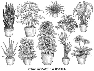 Houseplant collection, illustration, drawing, engraving, ink, line art, vector