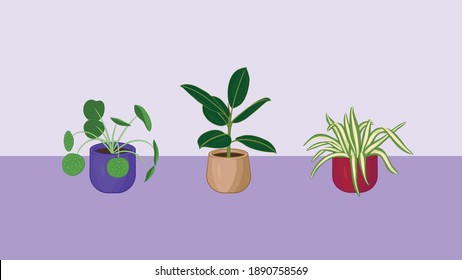 Houseplant Collection: Pilea, Ficus, Spider Plant	