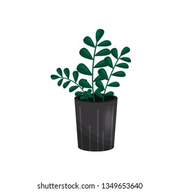 Houseplant concept. Decor element for living room.