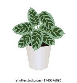 Houseplant of ctenanthe burle-marxii in pot isolated on the white background, fishbone prayer plant, tropical modern houseplants for design house and office interior, vector illustration