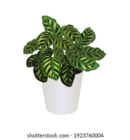 Houseplant of ctenanthe burle-marxii in pot isolated on the white background, fishbone prayer plant, tropical modern houseplants for design house and office interior, vector illustration