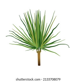 Houseplant dracaena marginata for interior decoration. Vector illustration of home flowers. Trendy home decor with plants, urban jungle.