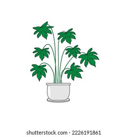 Houseplant Fatsia japonica, doodle, potted flower