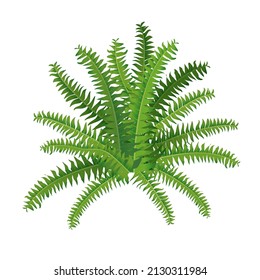 Houseplant fern, nephrolepis for interior decoration. Vector illustration of home flowers. Trendy home decor with plants, urban jungle.