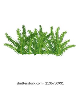 Houseplant fern, nephrolepis for interior decoration. Vector illustration of home flowers. Trendy home decor with plants, urban jungle.