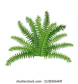 Houseplant fern, nephrolepis for interior decoration. Vector illustration of home flowers. Trendy home decor with plants, urban jungle.