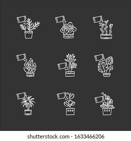 Houseplant fertilizing chalk white icons set on black background. Feeding domesticated plants. Decorative plant growing. Indoor gardening. Growth supplements. Isolated vector chalkboard illustrations