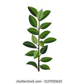 Houseplant ficus rubber for interior decoration. Vector illustration of home flowers. Trendy home decor with plants, urban jungle.