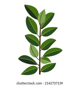 Houseplant ficus rubber for interior decoration. Vector illustration of home flowers. Trendy home decor with plants, urban jungle.