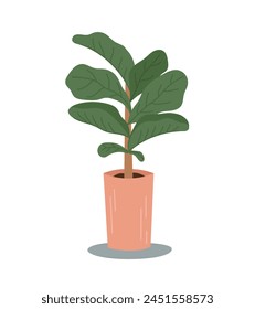 Houseplant, Fiddle leaf fig in long pot. Flat cartoon style vector illustration isolated on white background