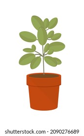 Houseplant flat vector illustration. Houseplants for the interior of the office space, isolated clipart on a white background.