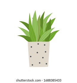 Houseplant in flower pot isolated on white background