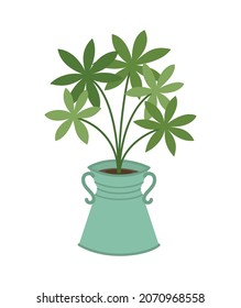 Houseplant in a flower pot isolated on white background