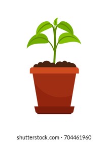 Houseplant in flower pot vector illustration. Green sprout of household plant icon on white background