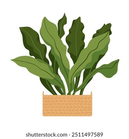 Houseplant in flowerpot. Green indoor potted plant in a wicker basket. Trendy home plant for house decor. Urban jungle tropical home flower for interior design. Flat vector illustration EPS10.